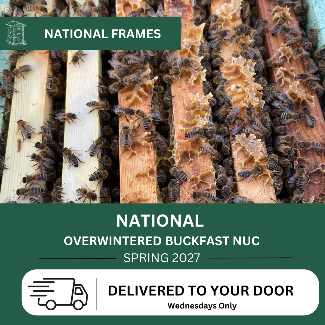 Overwintered Buckfast National nuc for Spring 2027 with Wednesday live bee delivery information