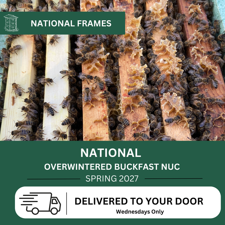 Overwintered Buckfast National nuc for Spring 2027 with Wednesday live bee delivery information