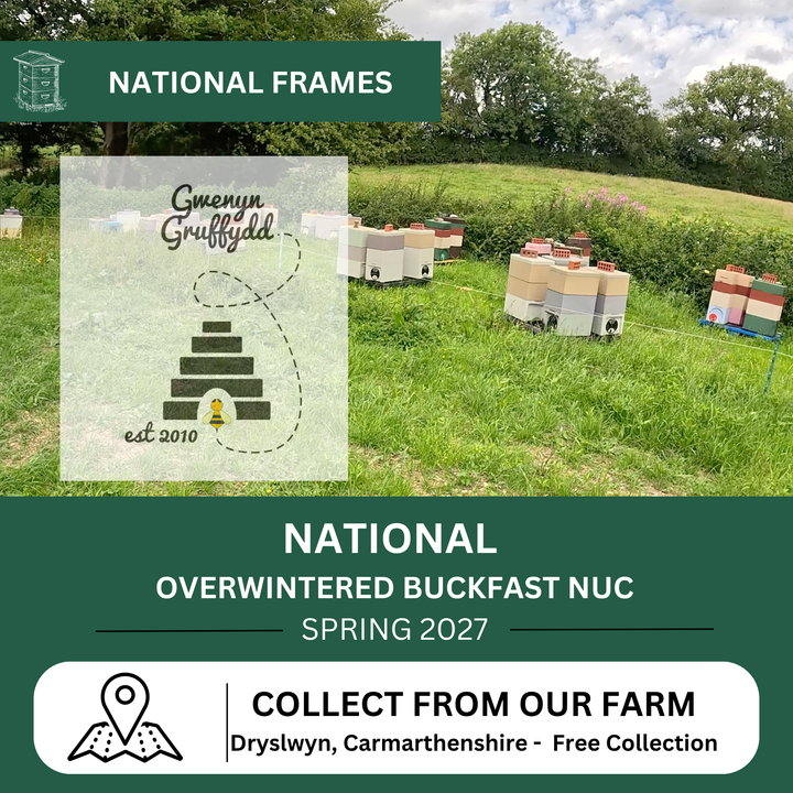 Overwintered Buckfast National nuc for collection from Gwenyn Gruffydd bee farm in West Wales