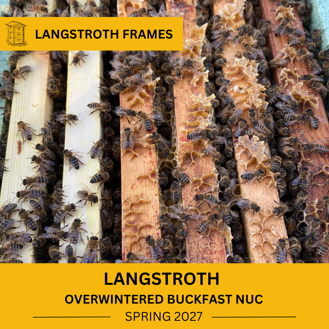 Honey bees on Langstroth frames – overwintered Buckfast nuc for Spring 2027