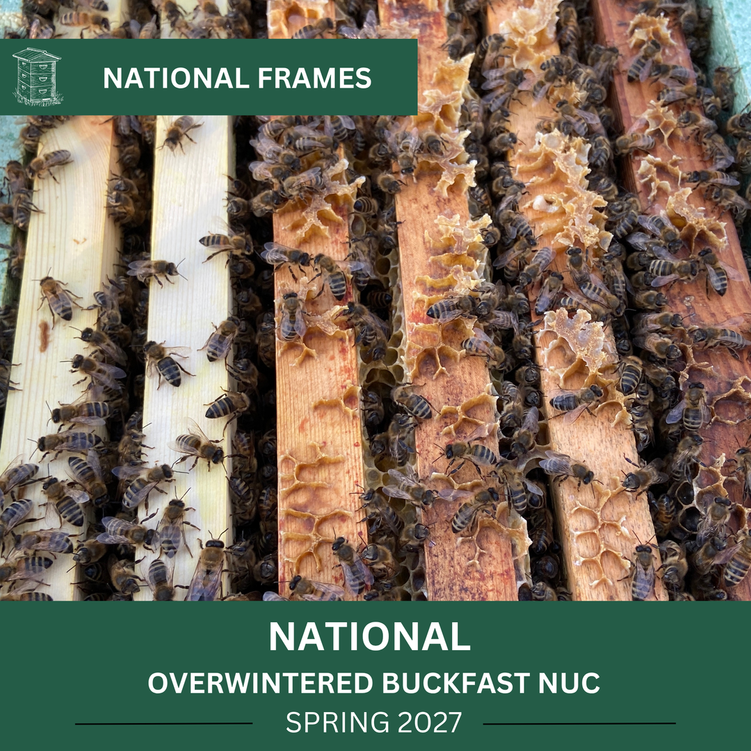 Honey bees on National frames – overwintered Buckfast nucleus colony for Spring 2027