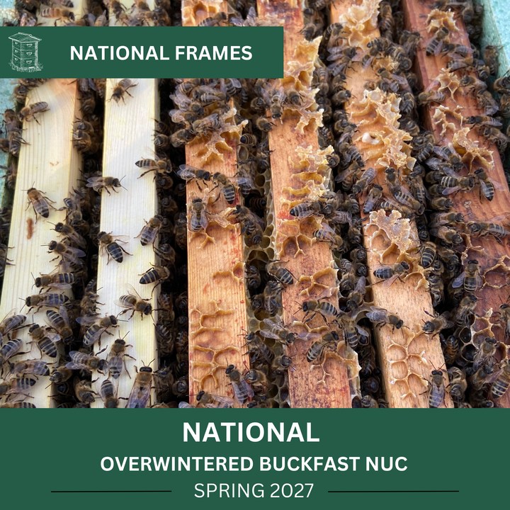 Honey bees on National frames – overwintered Buckfast nucleus colony for Spring 2027