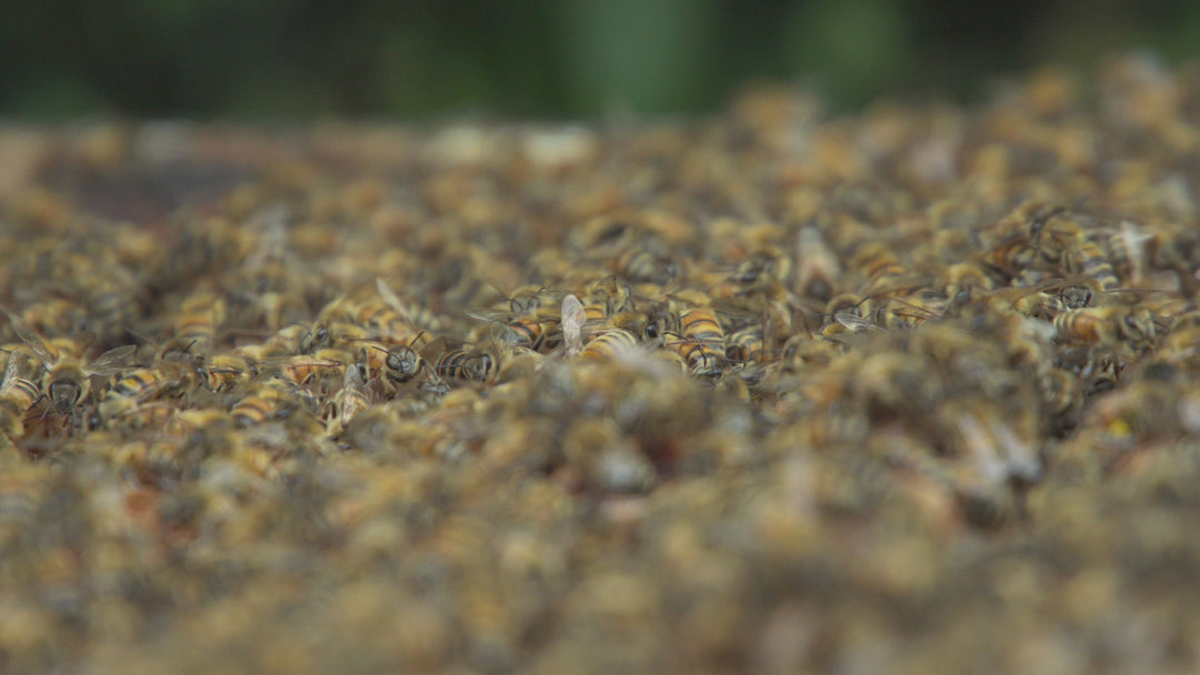 APIINVERT Bee Syrup By Südzucker - Ready to Use 14kg Bucket Pallet  (Full, Half, Quarter)