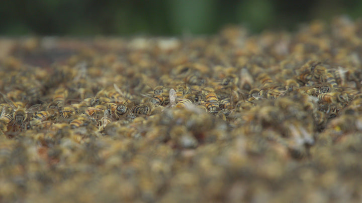 APIINVERT Bee Syrup By Südzucker - Ready to Use 14kg Bucket Pallet  (Full, Half, Quarter)