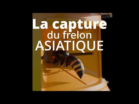 GOOD4BEES Selective Asian Hornet Trap – Bee-Safe Vespa Velutina Trap