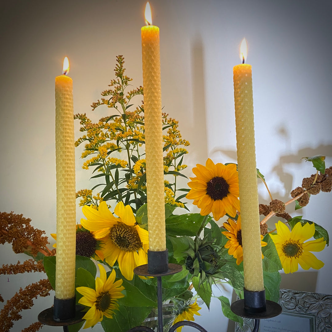 Hand Rolled Pure Beeswax Dinner Candles 27cm Tall, Box of 6