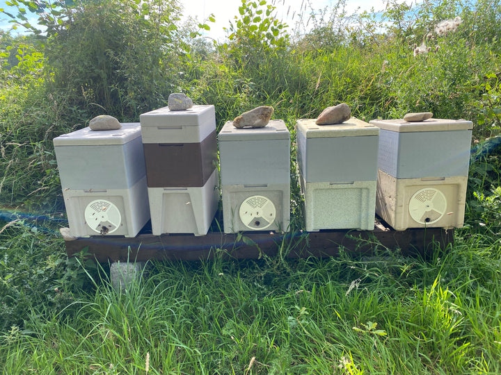 Buy Over Wintered Buckfast Bees 5 Frame National Nucleus Colonies -  Collected or Delivered 2026