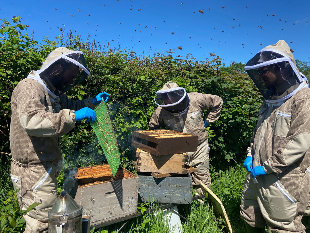 One Day Beekeeping Training for Beginners 2026