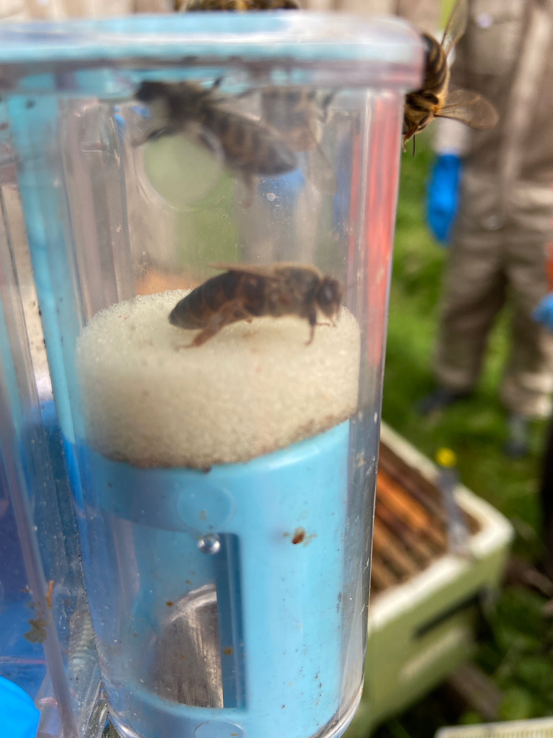 One Handed Queen Catcher