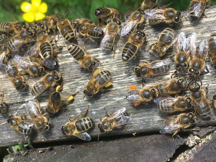 Buy Bees - 5 Frame Welsh Black Locally Adapted Bees Nuc Over Wintered Nucleus 2026 UK - Collected or Delivered