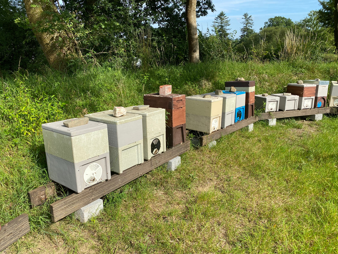 Rows of nucleus colonies and beehives in a Gwenyn Gruffydd apiary in West Wales