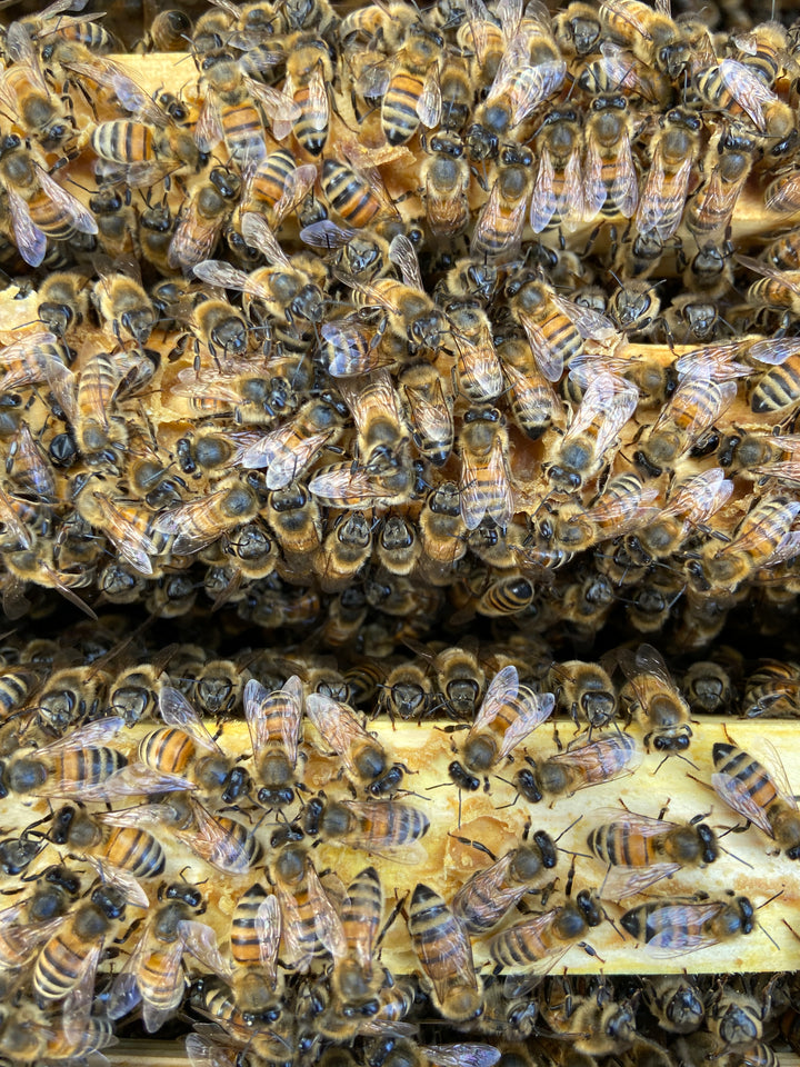 Honey bees clustered across the surface of brood comb during a hive inspection
